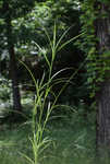 Blunt broom sedge